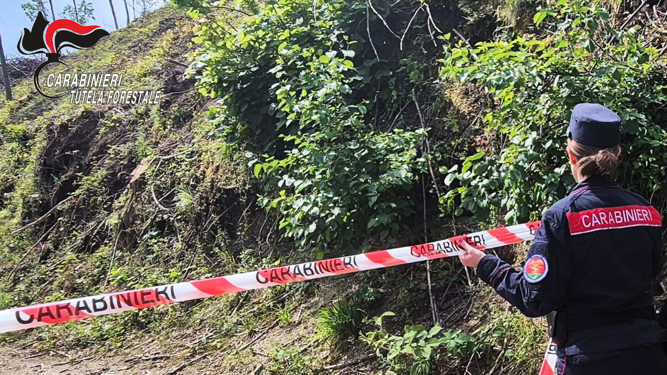 Monteforte - Distrutto un bosco ceduo di 15mila mq, denunciato un 50enne